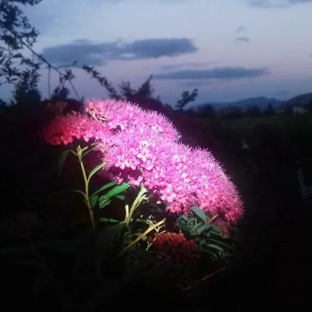 B&B Artena *